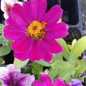 Meet your Posher, Pamela